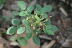 Rhynchosia rufescens